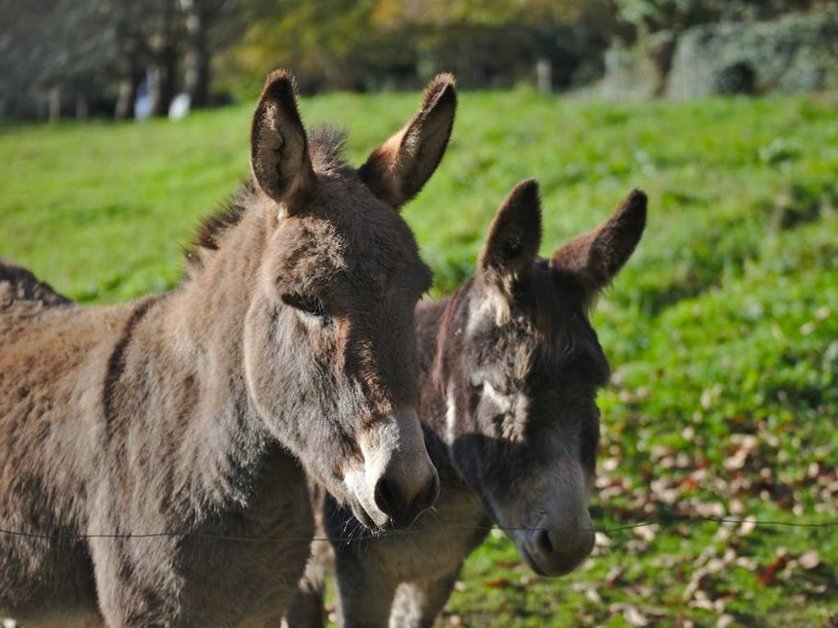 Donkey milk has a high lactose content, which promotes the growth of gut microbes.
