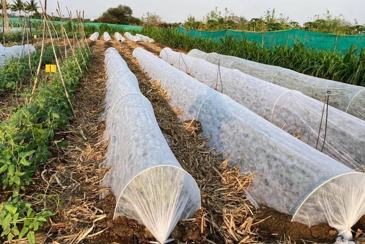 Protected cultivation is a process of growing crops in a controlled environment