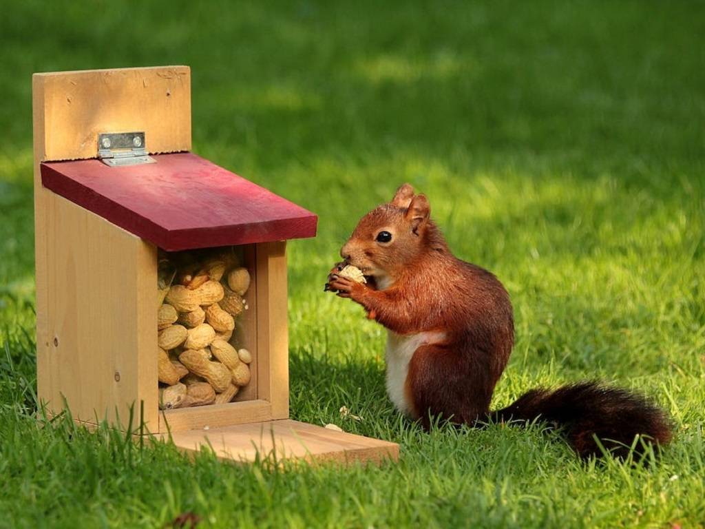 Peanuts are known for health benefits including protein, fiber, and heart-healthy fats.