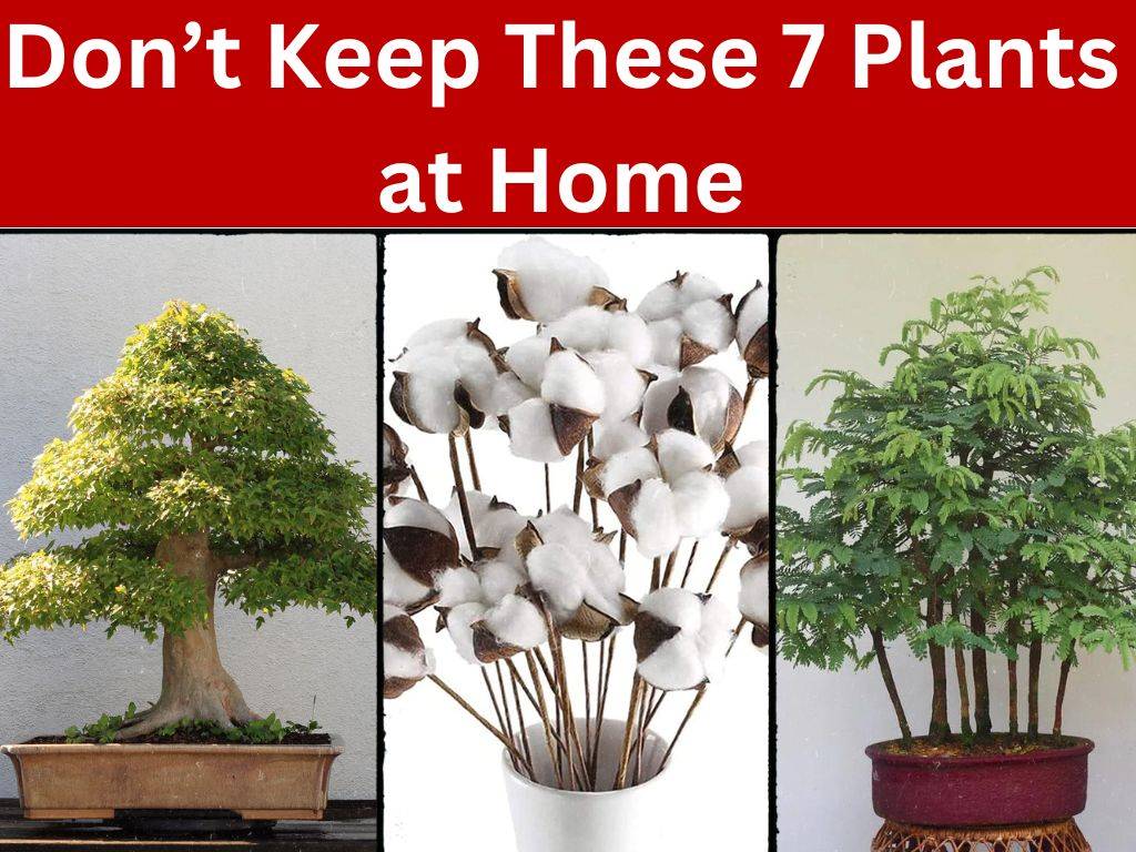 Some plants are said to bring bad luck into the home according to both Feng Shui and Vastu Shastra