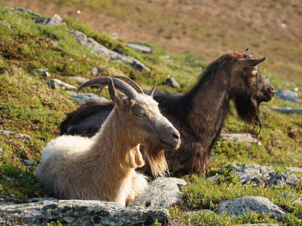 Prior to beginning goat farming in Karnataka, an important consideration is housing for the goats.