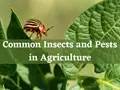 Common Insects and Pests in Agriculture