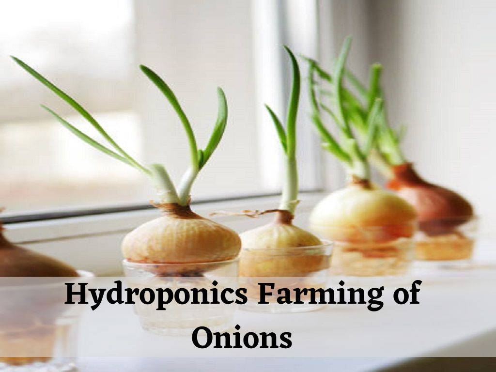 A growing technique that does not utilize soil is referred to as hydroponics.