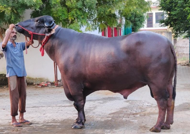 Golu-2 buffalo