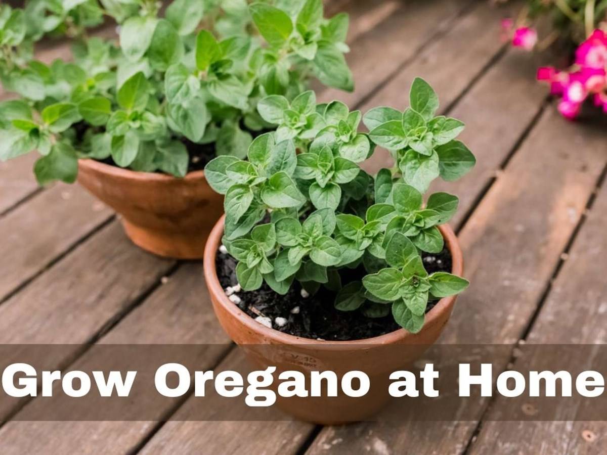 Oregano begins as a rosette of leaves that clings to the ground, but it can quickly reach a height of around 2 feet.