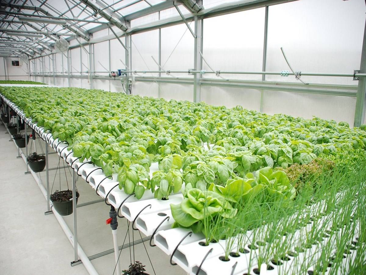 Plants grown in hydroponics tend to be of higher quality than those grown in soil.