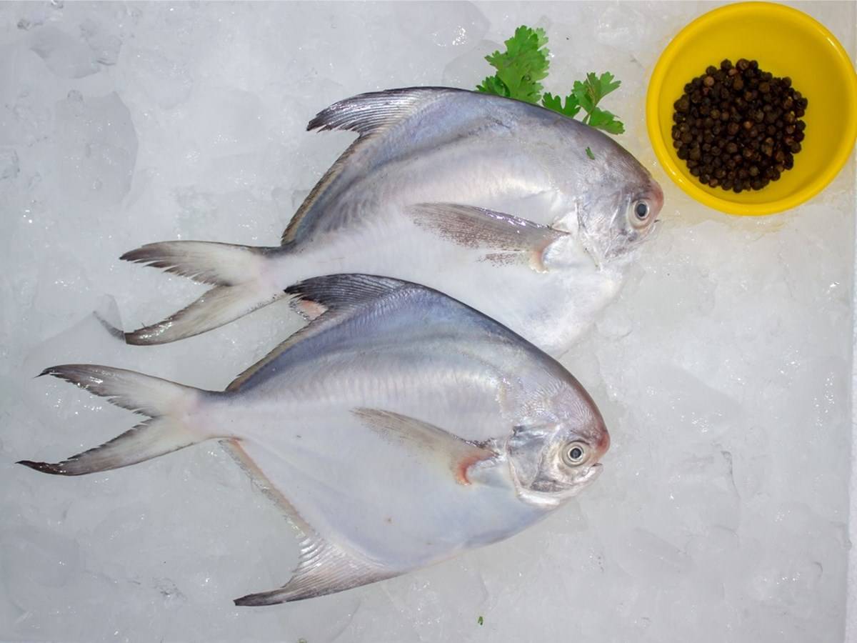 Before starting a pomfret farming business, it is essential to research the market demand for pomfret in your area.