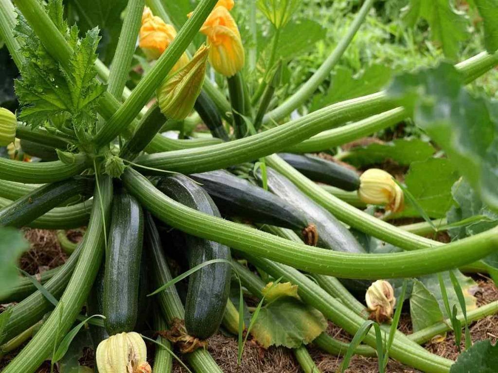 Zucchini Plant