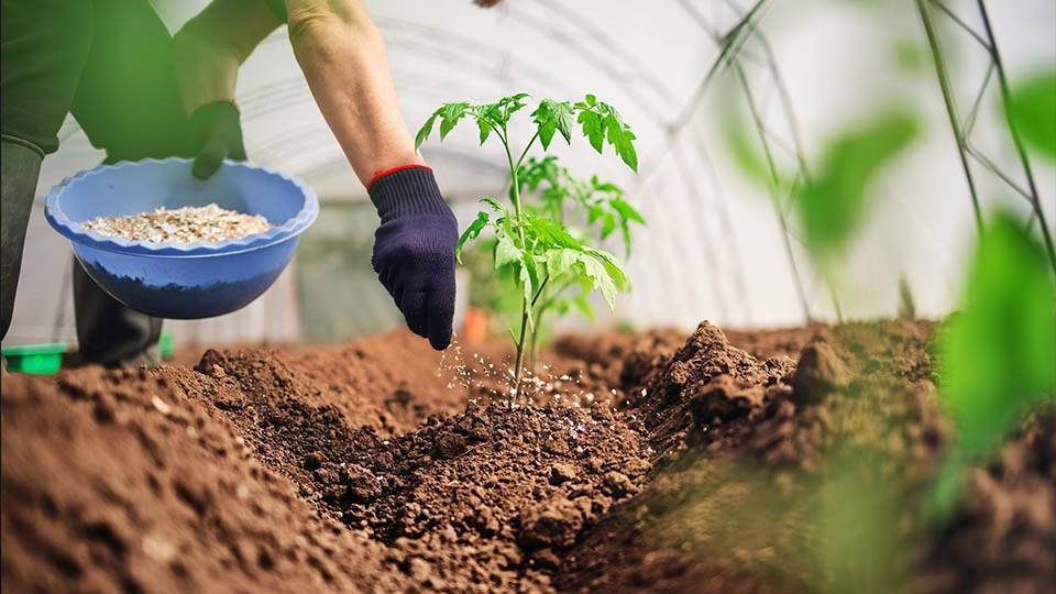 The modern farming style with the use of chemicals has degraded the soil and the fields have become infertile- Dr. M. C. Dwivedi, agricultural scientist, SKUAST-Jammu