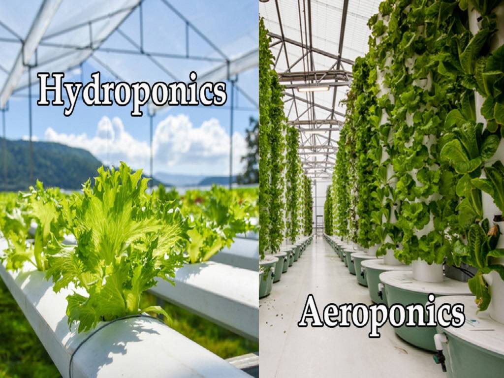 Hydroponics typically uses a growing medium such as gravel, clay pellets, or perlite to anchor the plants and provide support. Aeroponics does not use a growing medium, so the plants must be suspended in the air