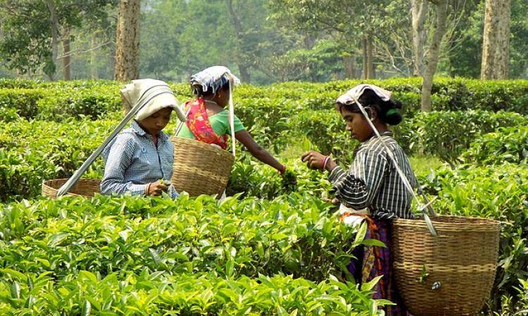 Cumulative prices of SI CTC teas remained lower during the first seven months of FY2023