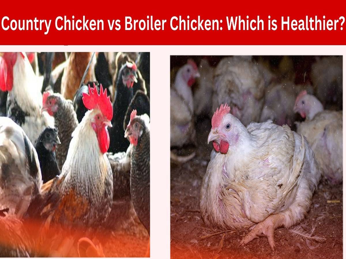 Since all broilers are sold at an early age, they frequently have trace amounts of hormones, antibiotics, and pesticides, all of which pose a risk to human health