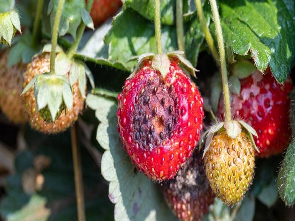 Pests and Diseases of Strawberries.