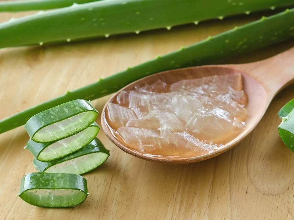 Aloe vera is a versatile and beneficial plant that can be used for a wide range of health and beauty purposes.