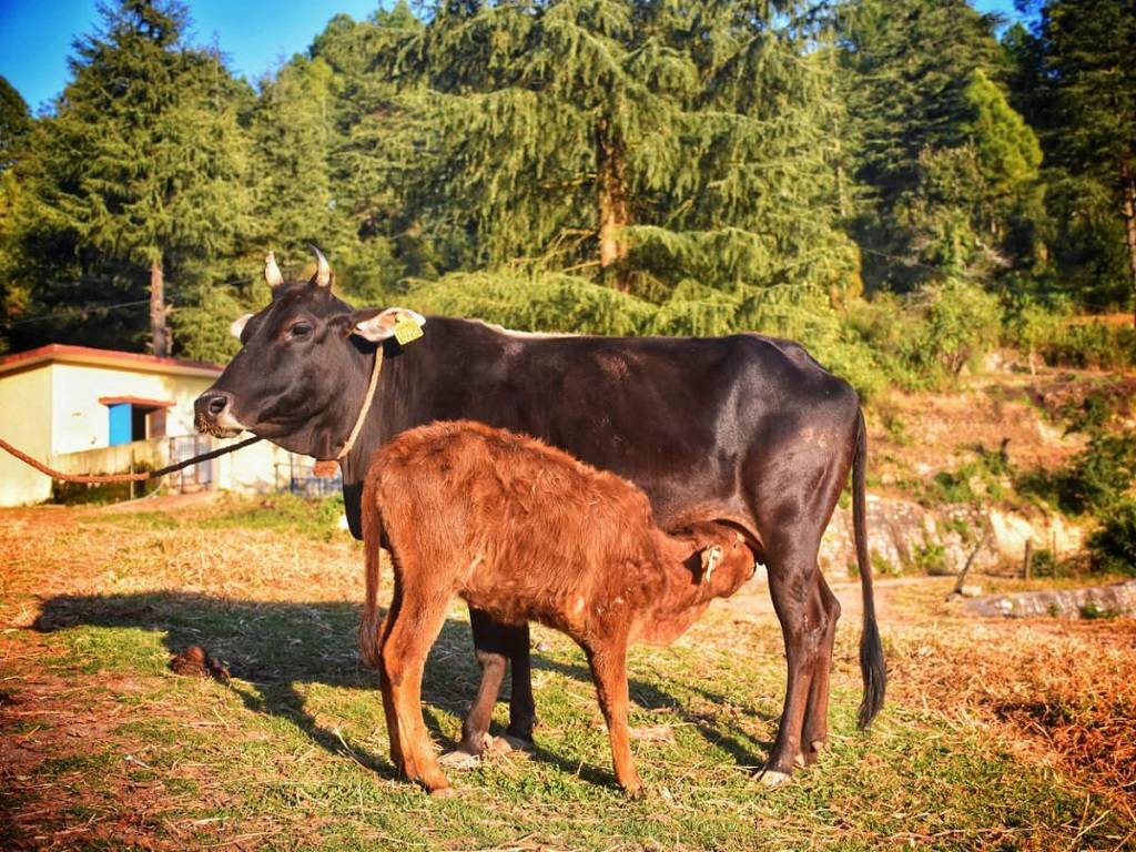 The National Bureau of Animal Genetic Resources had granted certification to the Badri cow, the first registered cattle breed in Uttarakhand, according to B.V.R.C. Purushottam, Secretary, Animal Husbandry.