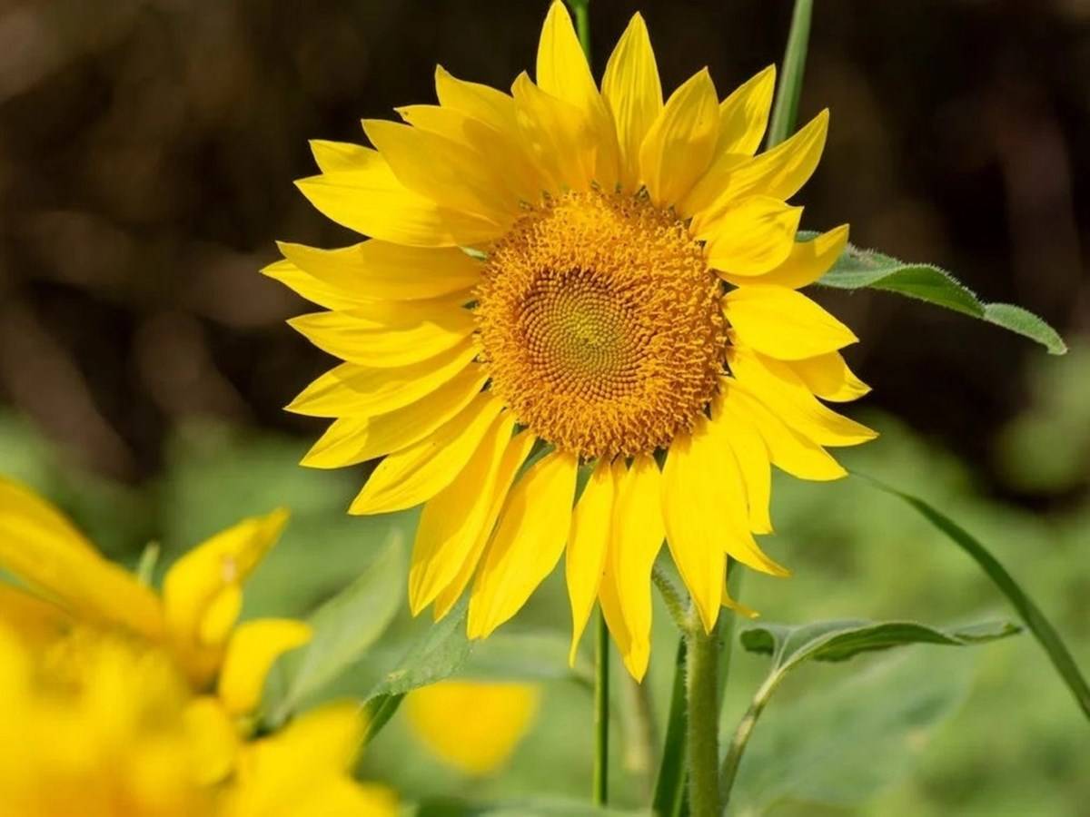 Sunflower oil is rich in vitamin E and other antioxidants, which can help to protect the body against free radical damage.