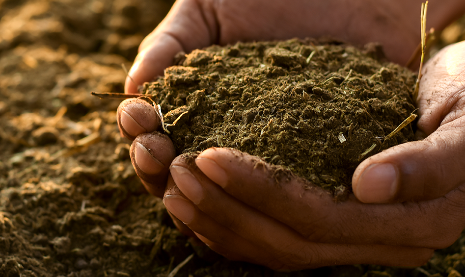 The soil is the great life connector, both source and destination. Don't Spoil it!!