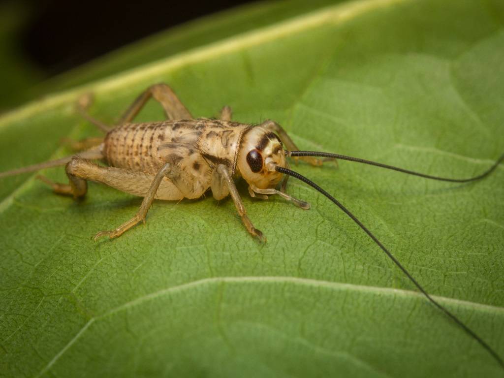 Crickets are high in protein and other nutrients, making them a nutritious and sustainable source of food.