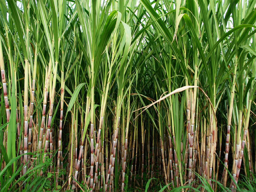 Sugarcane farmers of Haryana demand hike of Rs. 90 of their SAP for the year 2022-23