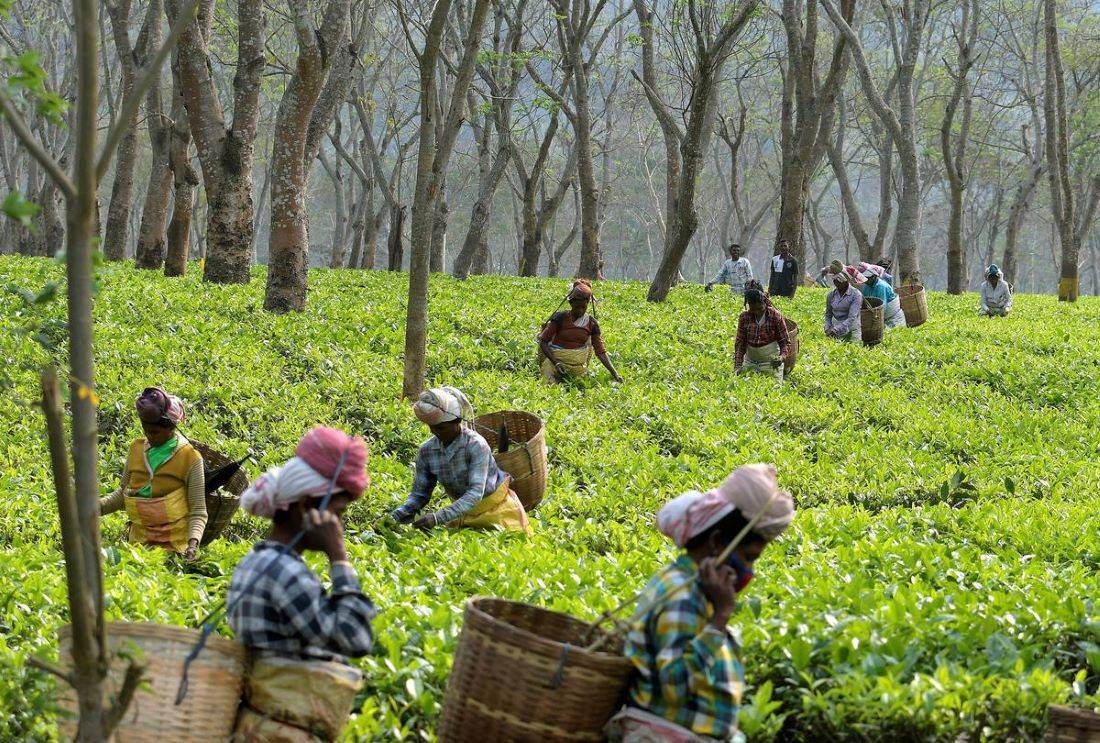 Plantation sector is crucial as it employs, particularly women, particularly in backward regions.