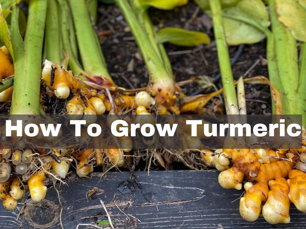 Guide To Turmeric Growing