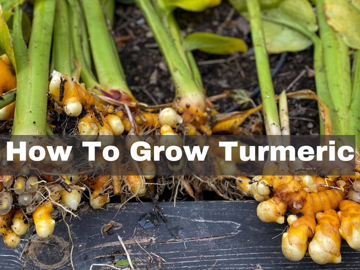 Guide To Turmeric Growing