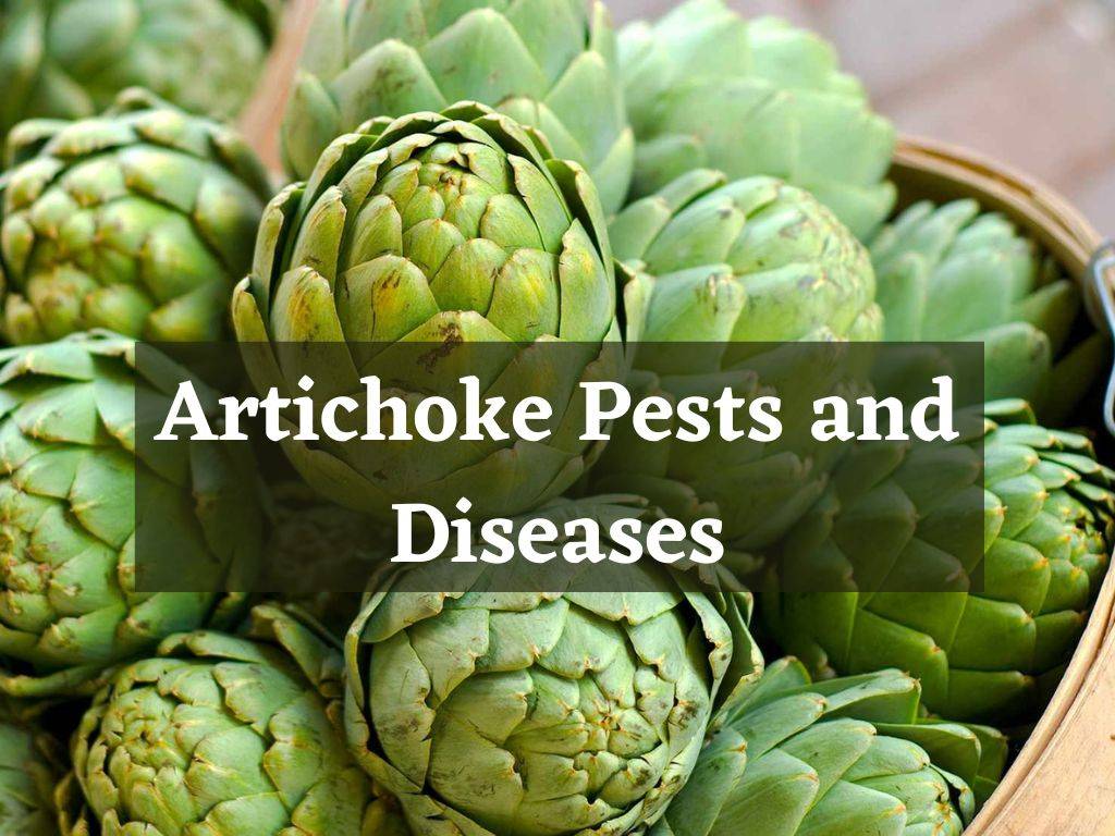 Artichoke Pest and disease management