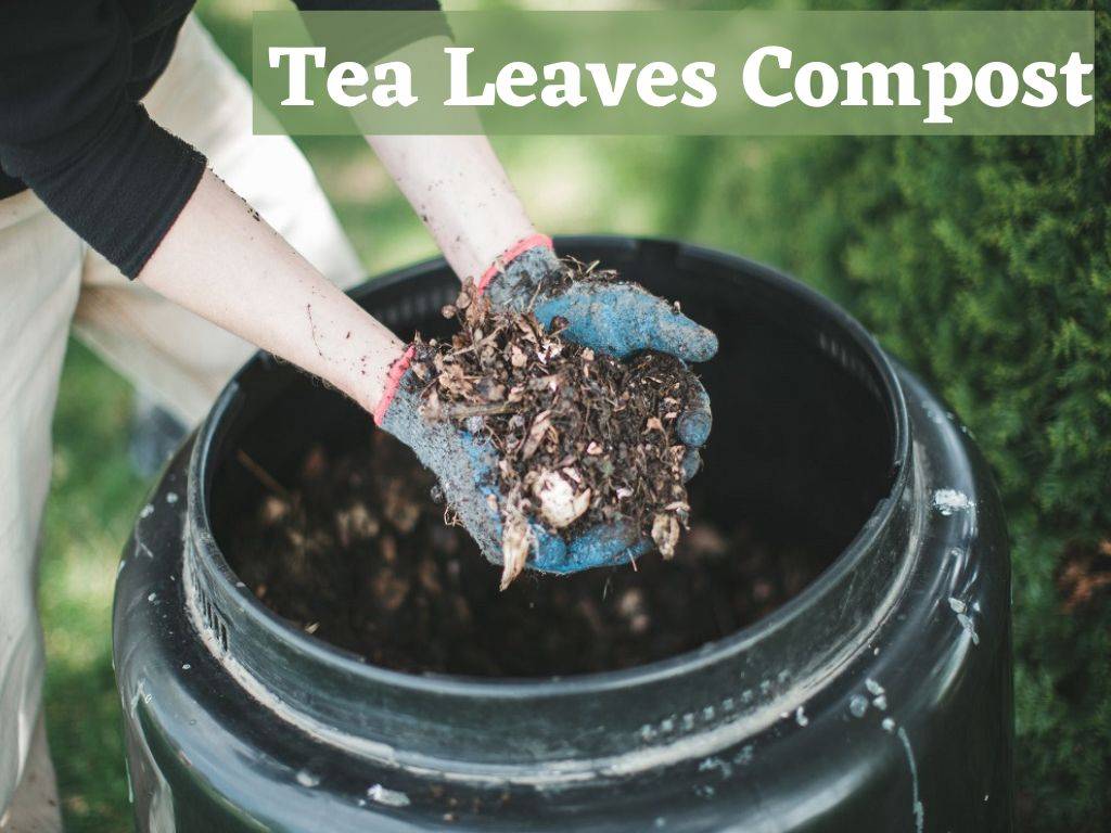 organic compost how tea lovers can turn leaves into homemade manure 