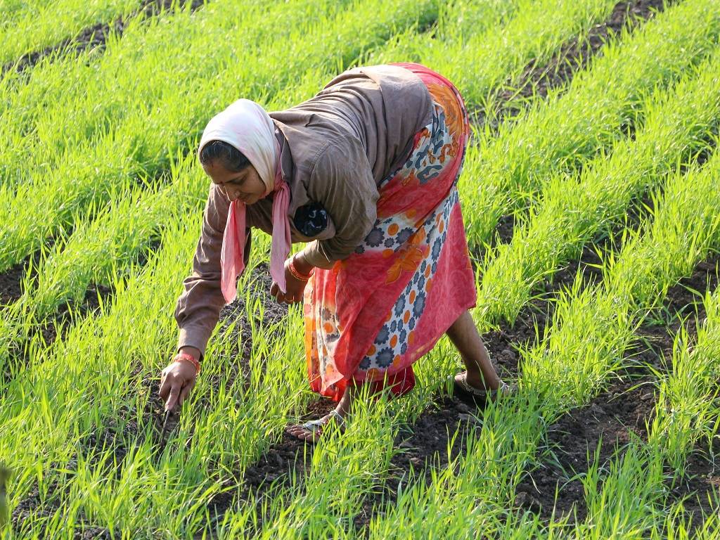 Integrated Farming System for Small & Marginal Farmers