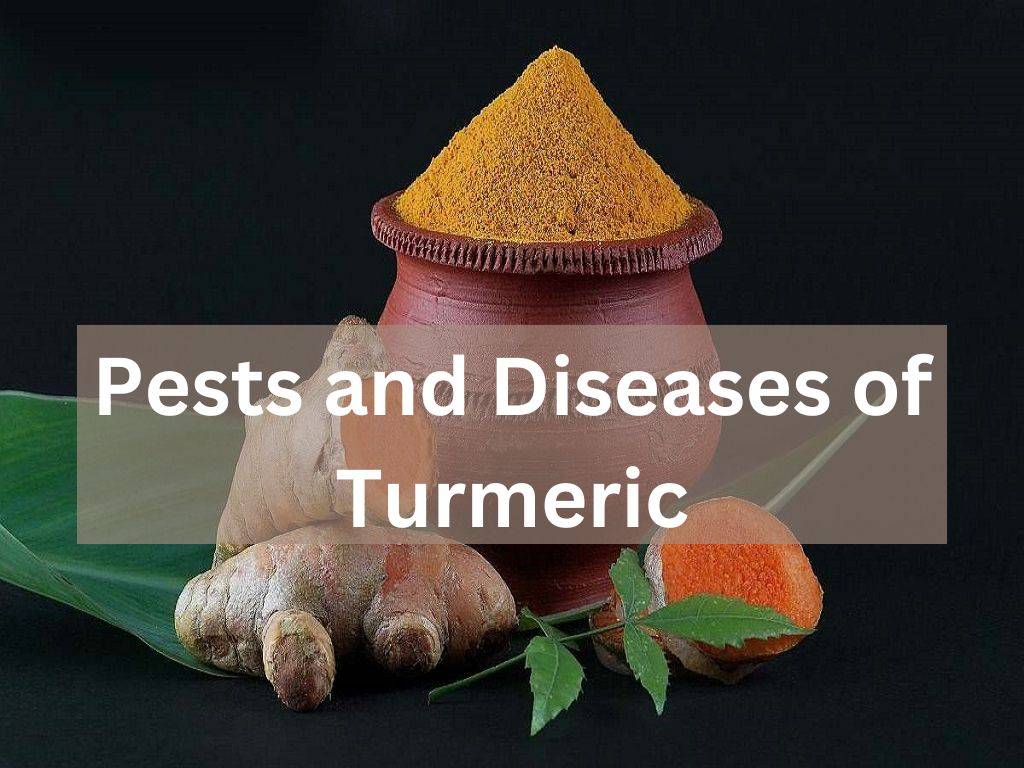 Pest and Disease in Turmeric