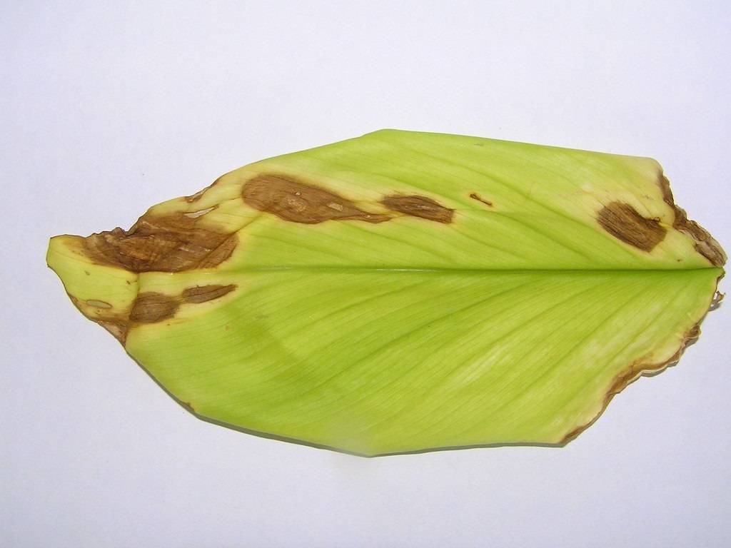 Leaf Spot In Turmeric