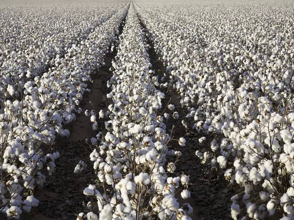 The current season of 2022-23 of cotton production started on October 1st.