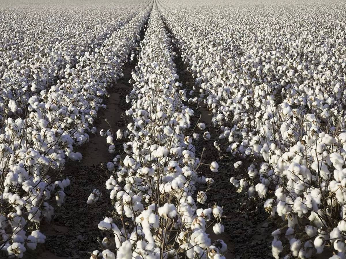 The current season of 2022-23 of cotton production started on October 1st.