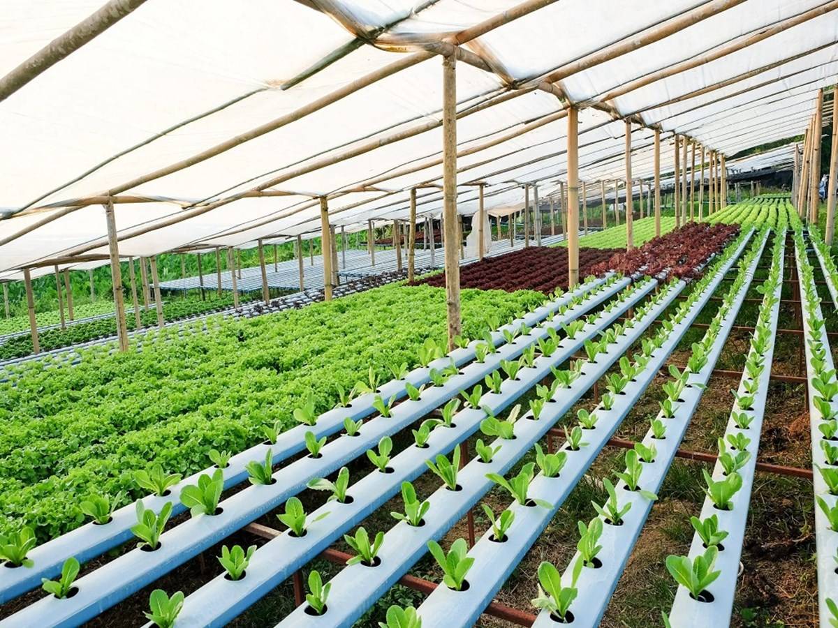It is preferable to at least have a workable plan before beginning a hydroponic farming business