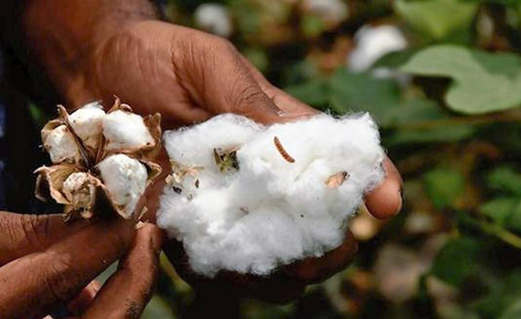 Cotton is the backbone of many states' agriculture, and any damage to the crop results in significant losses for farmers
