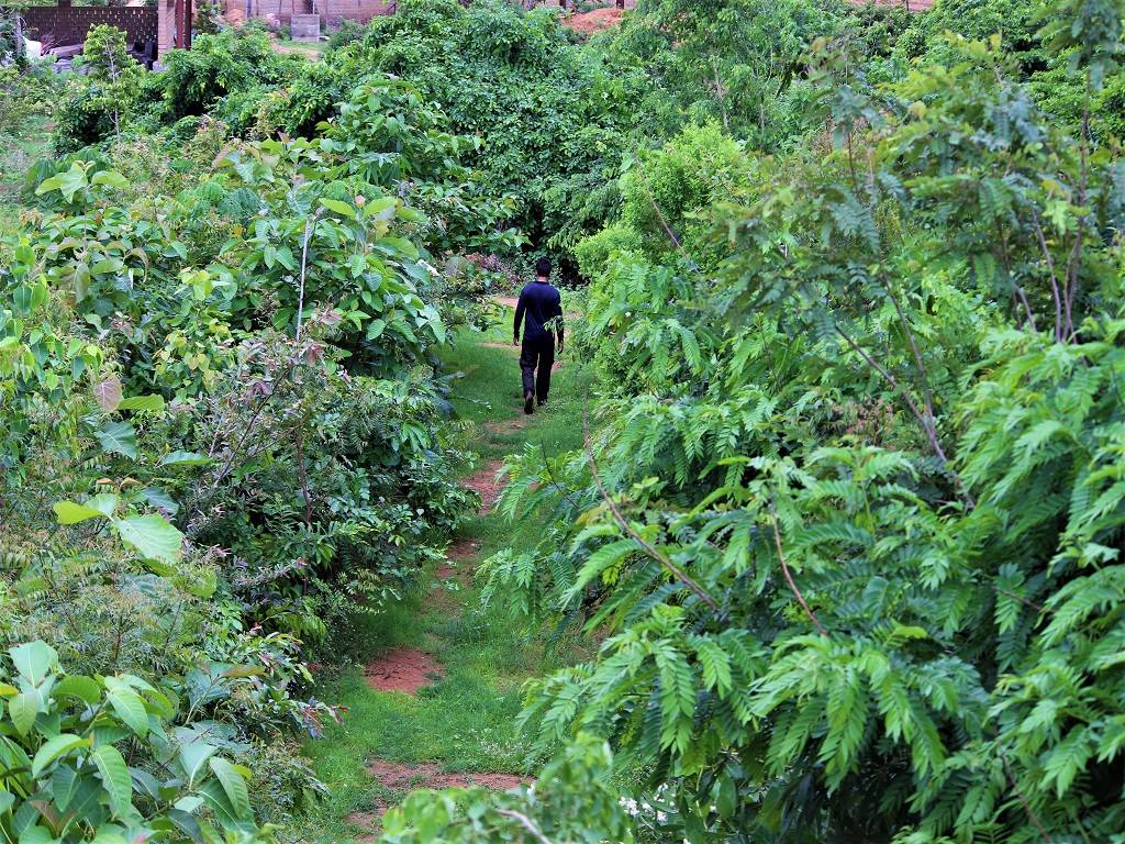 In contrast to naturally-grown forests, which may take more than 100 years to grow, the Miyawaki Method is perfect for growing forests in a shorter period of time of roughly 20 to 30 years