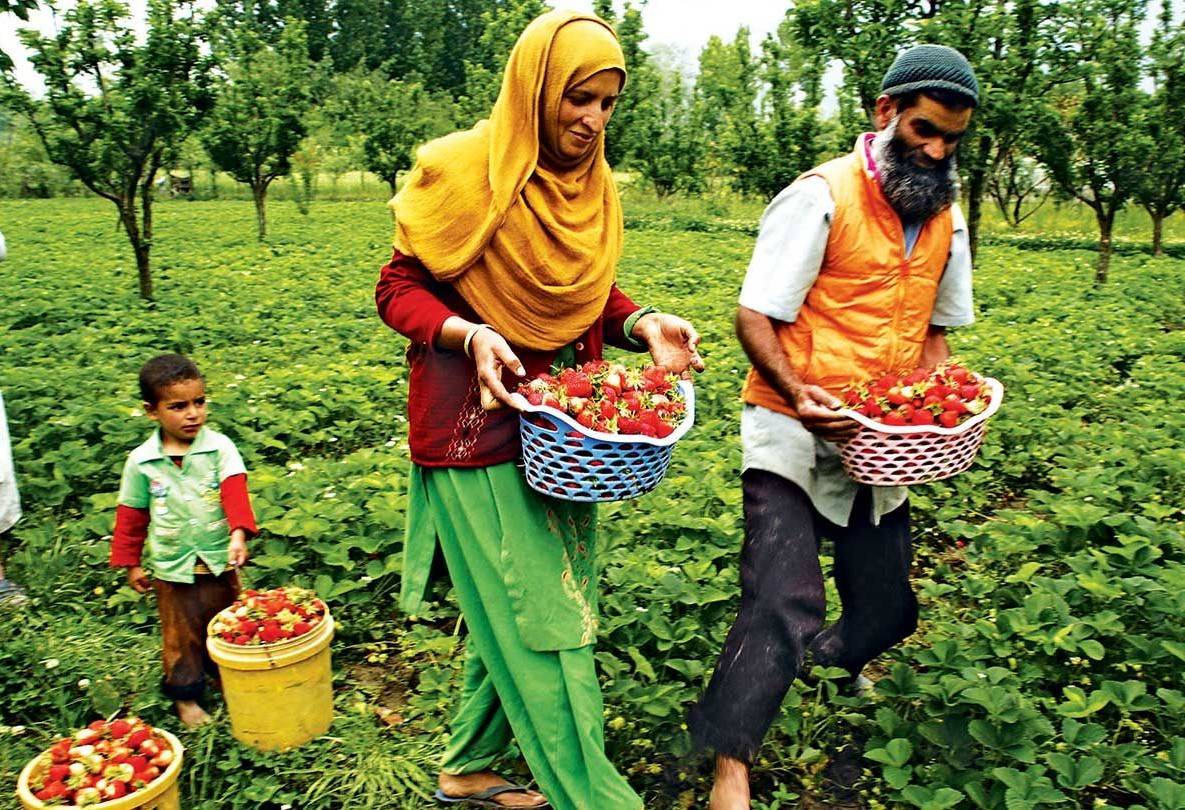 J&K government has devised a viable strategy to accomplish the historic task of increasing farmer incomes.