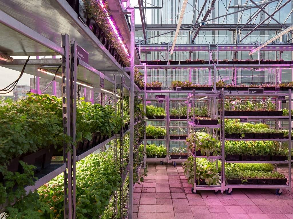 Vertical herb farming requires regular maintenance, including watering, fertilizing, and pruning.