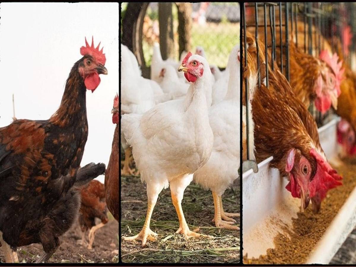 According to studies, those who consume only country chickens over the long term have fewer health problems than persons who eat broiler chickens