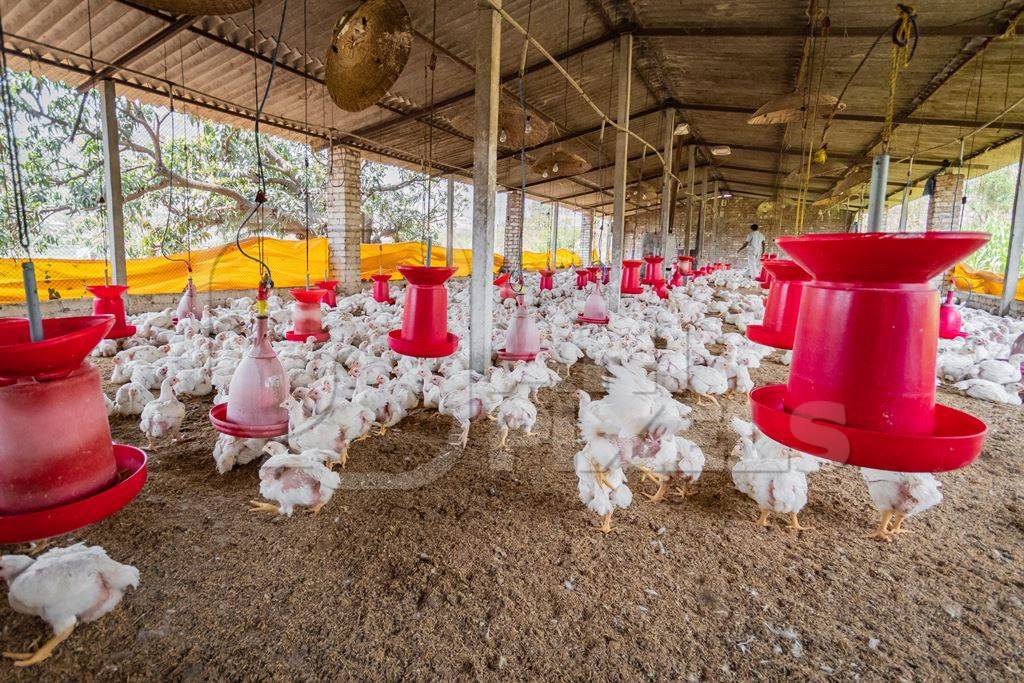 The market's demand and supply are the big factors behind the 45-day chicken business plan