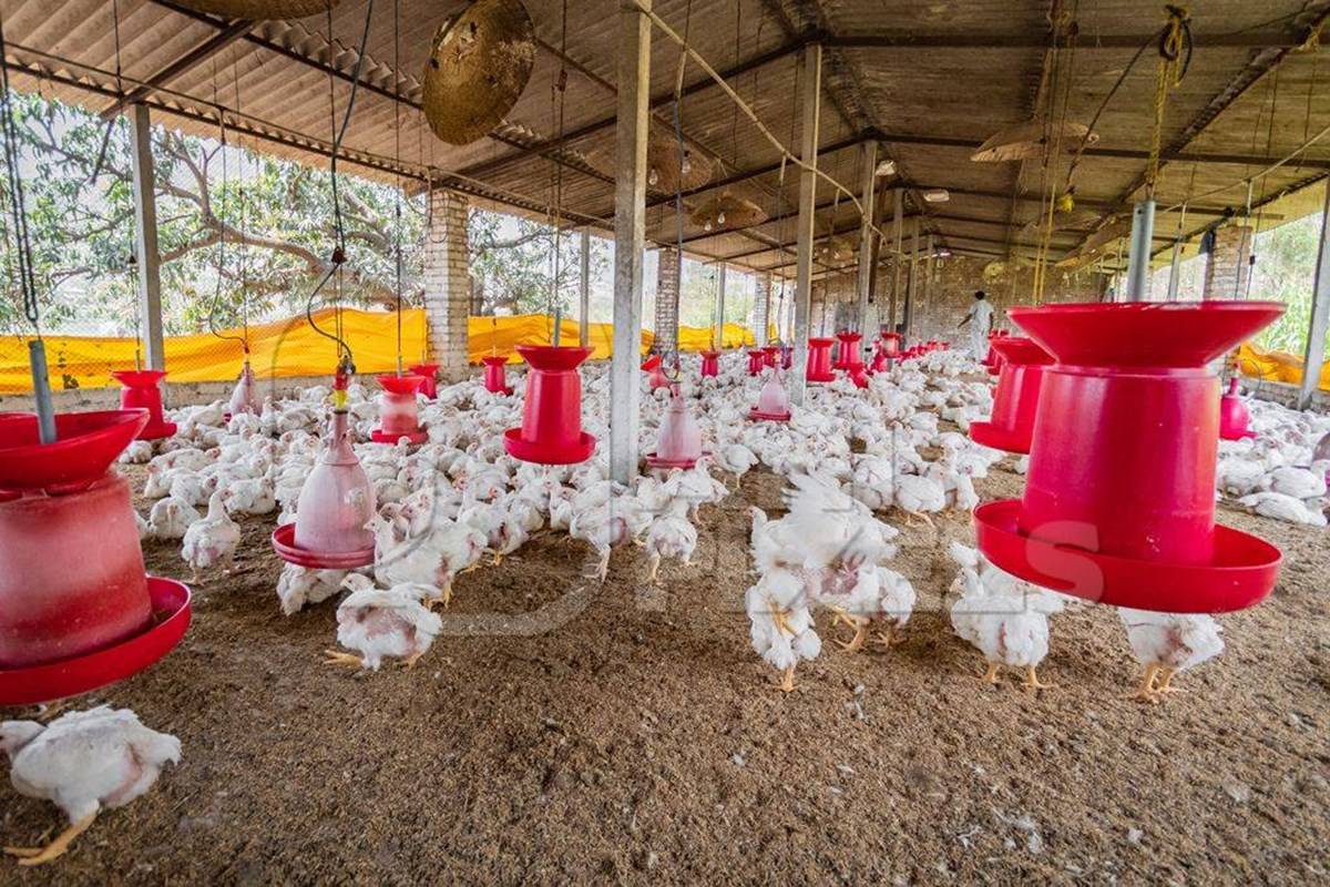 The market's demand and supply are the big factors behind the 45-day chicken business plan