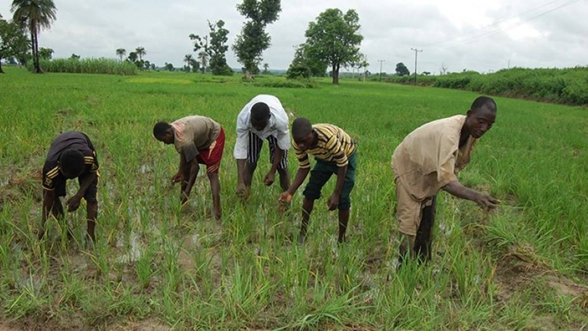 (CARP)-Nigeria was established to ensure competitiveness of homegrown rice and sustainability of Nigeria's rice sector.