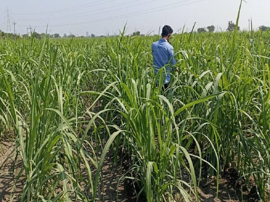 Yogesh Shinde has been growing moong and red gram for the past six years in order to generate good income.