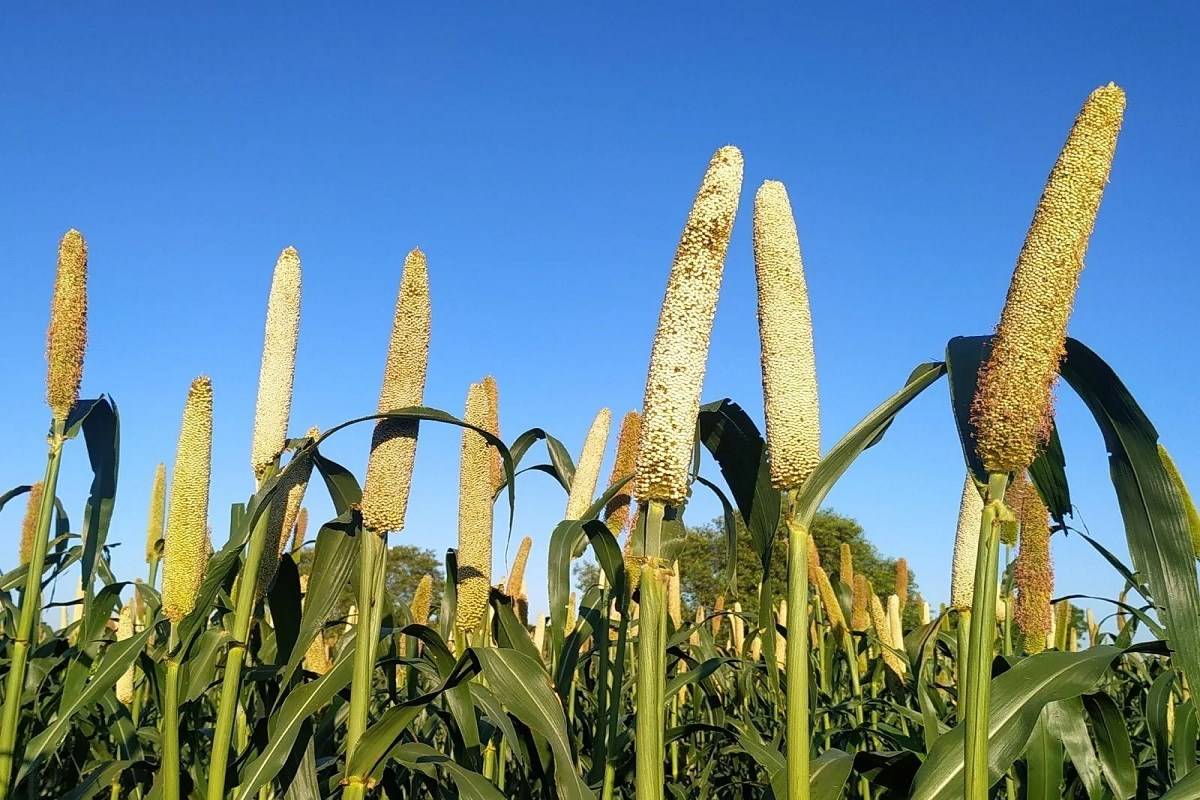 Foxtail millet is a highly nutritious grain that is rich in protein, fiber, and minerals such as iron, potassium, and magnesium.