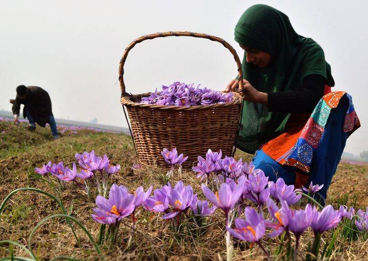Saffron Cultivation has been associated with traditional Kashmiri cuisine & represents the rich cultural heritage of the region.
