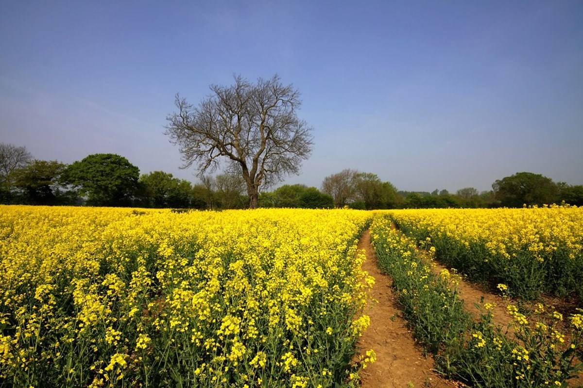 The early trend indicates that rapeseed production could reach a record 12 million tonnes.