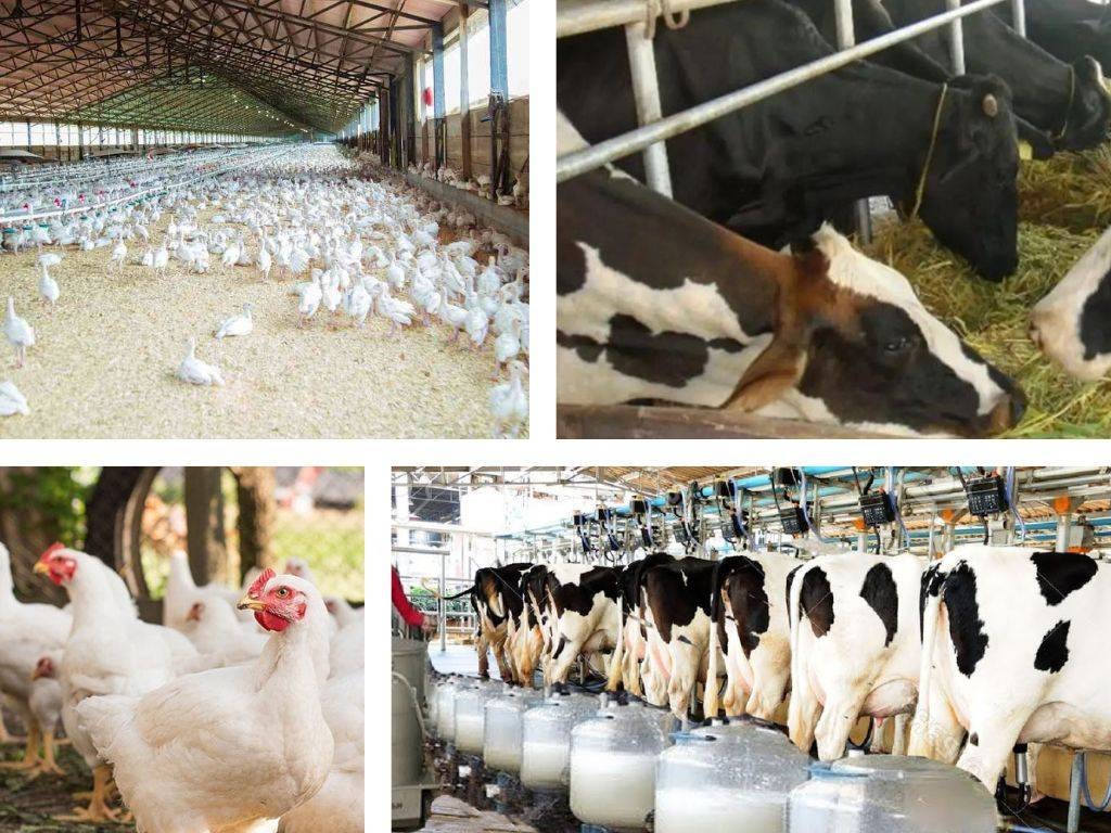 8 Govt Schemes to Support Your Dairy, Livestock and Poultry Business