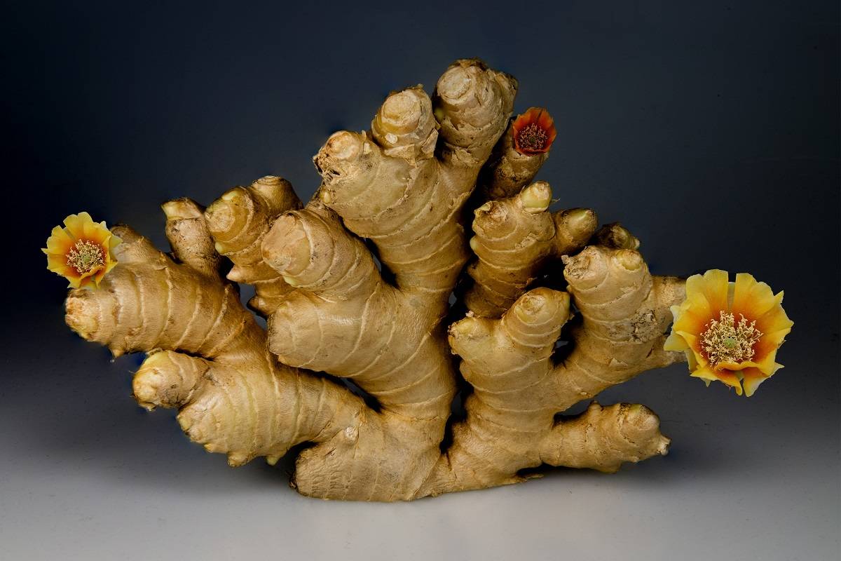 Ginger farming is a labor-intensive process, but it can be rewarding for those who enjoy growing their own food and spices.