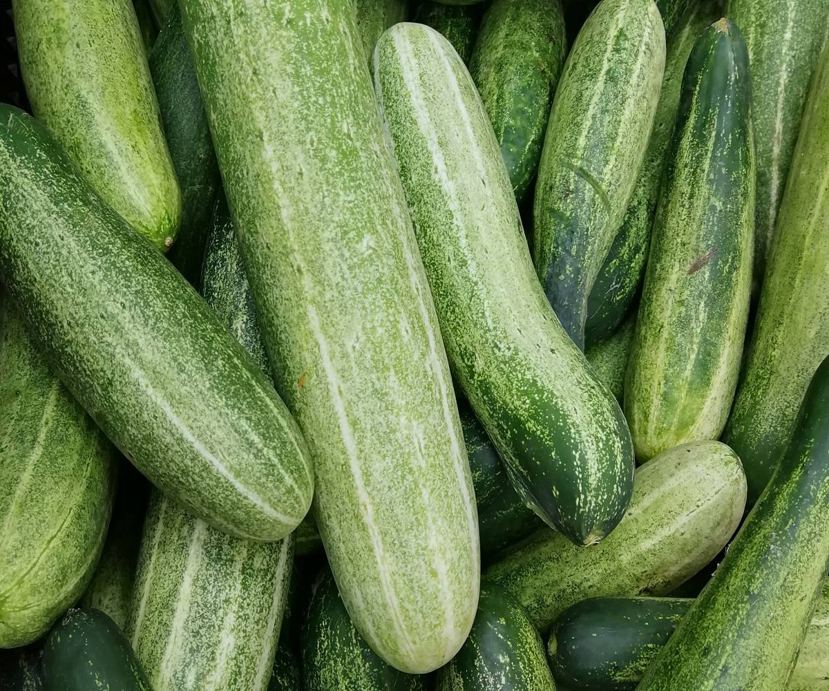 Cucumbers contain antioxidants, which can help reduce the risk of chronic diseases such as cancer and heart disease.