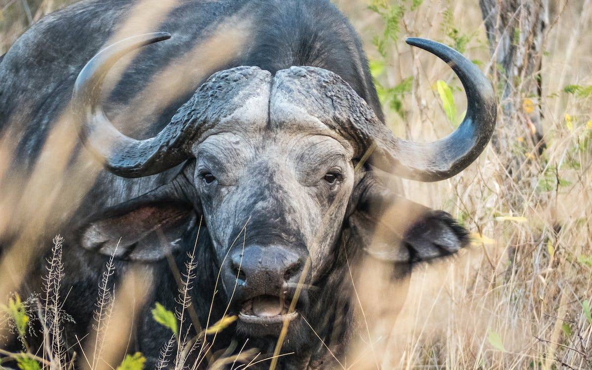 Buffaloes are best suited to a grazing system, where they can roam freely and graze on pasture throughout the day.